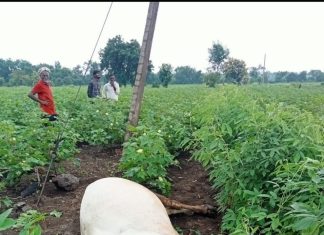 विजेचा तार लागल्याने बैलाचा जागीच मृत्य……