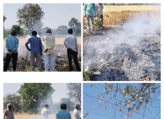 मेरा बुद्रुक येथे शॉर्ट सर्किटमुळे गव्हाच्या पिकाला आग! शेतकऱ्यांच्या समय सूचकतेमुळे मोठा अनर्थ टळला..